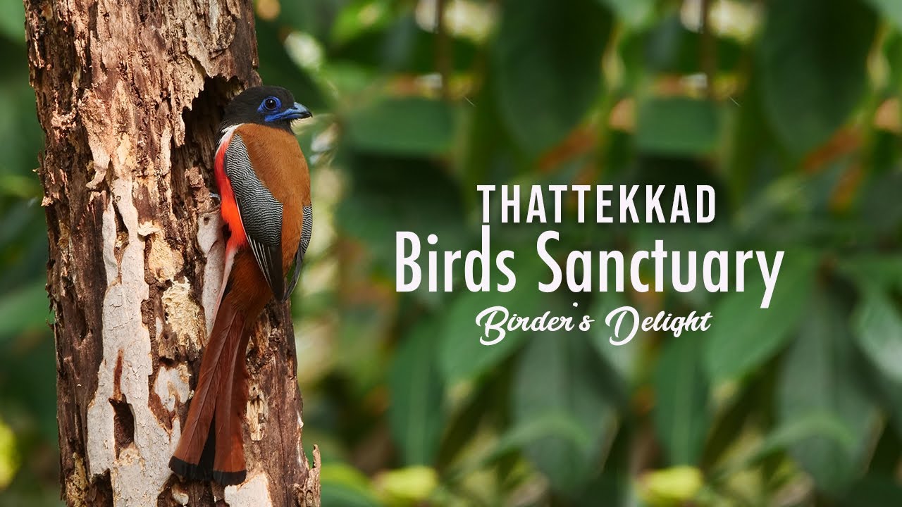 Top 10 Bird-Watching Escapes in South India – Exploring Avian Paradises