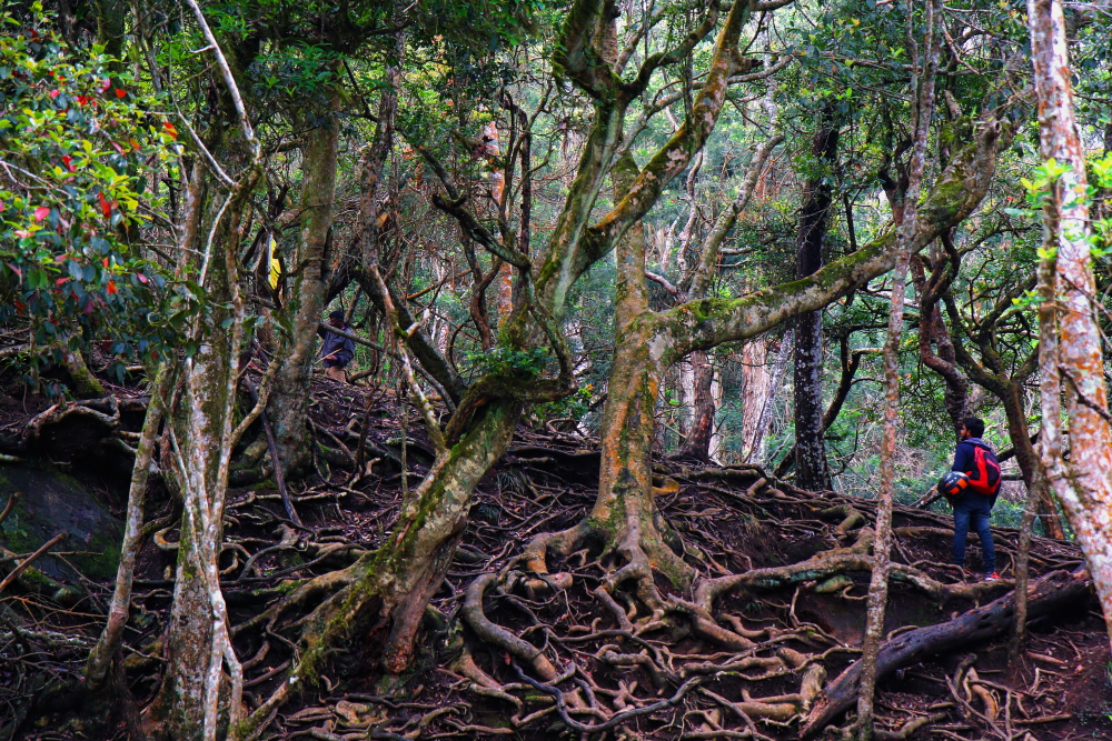 kodaikanal