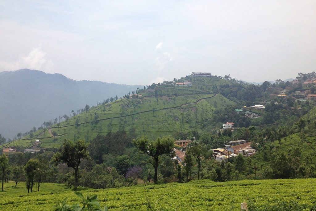 nilgiri