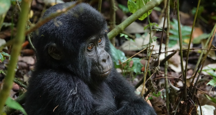Gorilla Trekking In Uganda