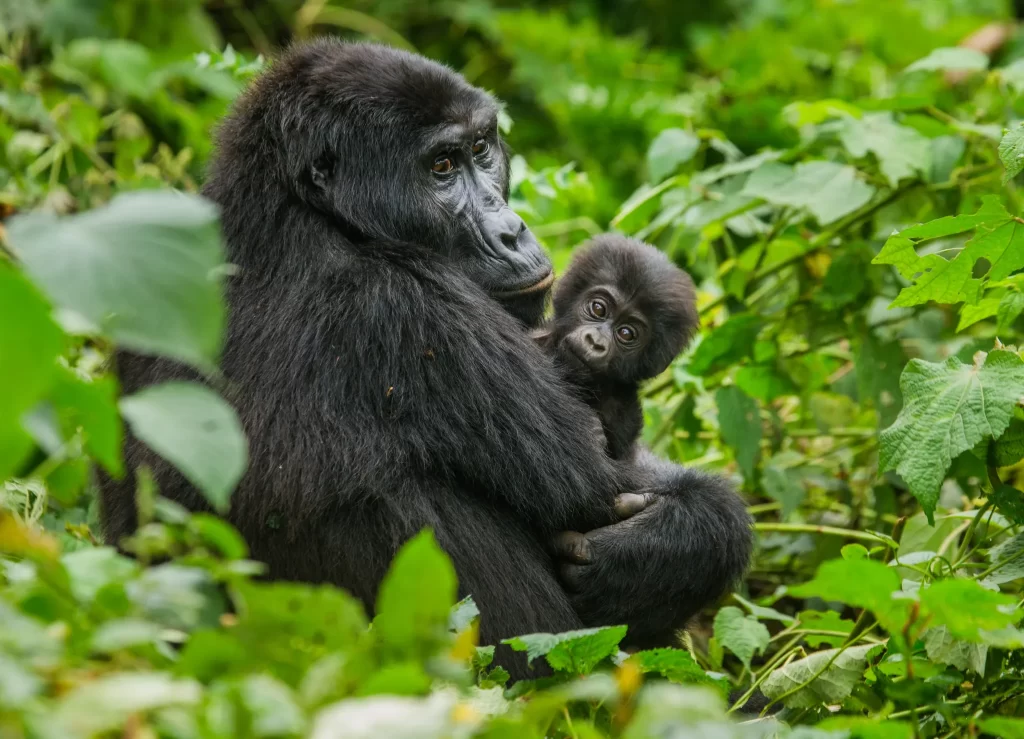 Gorilla Trekking In Uganda